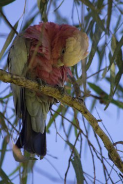 Güzel kuş kakadusu Galah (Eolophus roseicapilla) Perth Batı Avustralya.