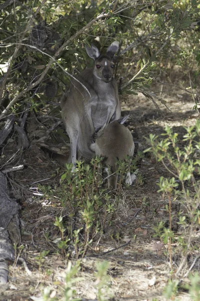 Kangaroo Feeding His Breeding — Stock Photo, Image