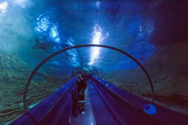 Perth, Batı Avustralya / Avustralya - 23 / 01 / 2013: Batı Avustralya 'nın AQWA Akvaryumu, 91 Southside Dr, Hillarys WA 6025, Perth Australia.