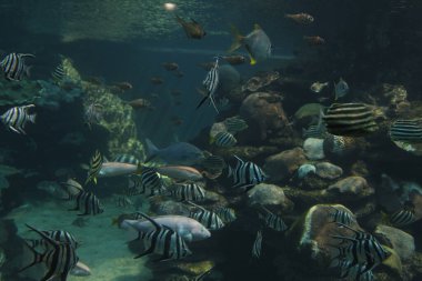 Perth, Batı Avustralya / Avustralya - 23 / 01 / 2013: Batı Avustralya AQWA Akvaryumu, 91 Southside Dr, Hillarys WA 6025, Perth Australia.