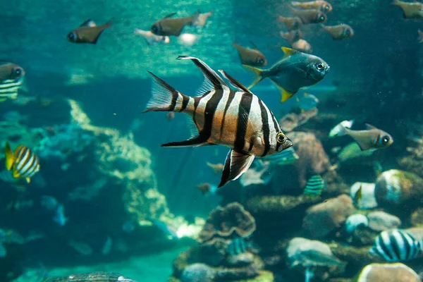 İnanılmaz bir akvaryum. Batı Avustralya AQWA Akvaryumu, 91 Güney Yakası Dr Hillarys WA 6025, Perth Australia.