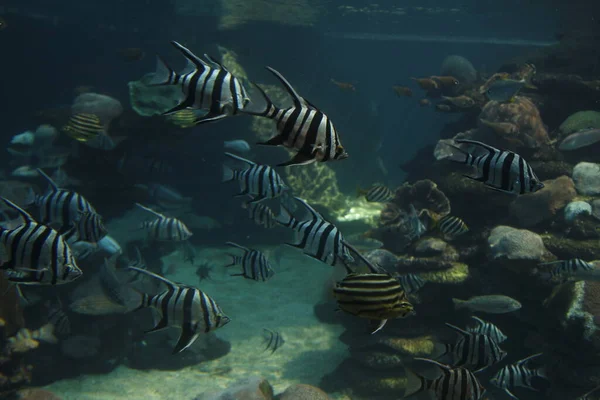 Perth, Batı Avustralya / Avustralya - 23 / 01 / 2013: Batı Avustralya AQWA Akvaryumu, 91 Southside Dr, Hillarys WA 6025, Perth Australia.