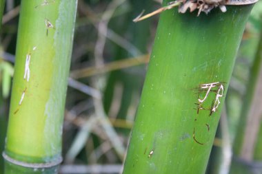 Bambu ağacının ayrıntıları ve gövdesinde bazı oymalar var..