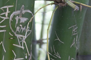 Bambu ağacının ayrıntıları ve gövdesinde bazı oymalar var..