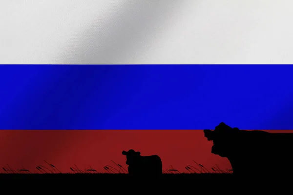 Споживання Виробництво Великої Рогатої Худоби Країнах Прапором Росії — стокове фото