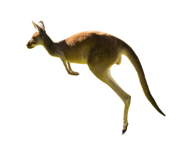 Güzel Kanguru Koşuyor Zıplıyor Beyaz Zemin Kopyalama Uzayı Tecrit Edilmiş — Stok fotoğraf