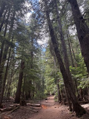 Dense forest with trees and trunks on the ground in Mount Rainier National Park.USA, Washington july 16 2025.