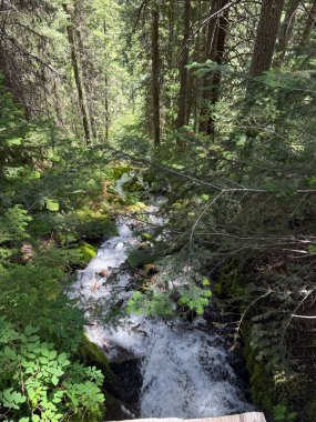 Dense forest with trees and a flowing stream in The Mount Rainier National Park.USA, Washington july 16 2025.
