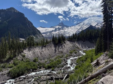 Dense forest with trees and a flowing stream in The Mount Rainier National Park.USA, Washington july 16 2025.