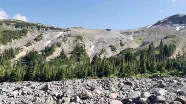 Dense forest with trees and a flowing stream in The Mount Rainier National Park.USA, Washington july 16 2025.