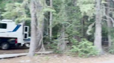 Mount Rainier Ulusal Parkı 'nda bir karavan ve yapraklı ağaçlar. ABD, Washington 16 Temmuz 2025.