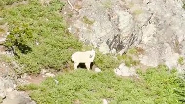 Keçiler Ross Gölü Kuzey Şelaleleri Ulusal Parkı 'nda rutin aktiviteler yapıyor. ABD, Washington 19 Temmuz 2025.