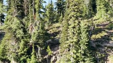 Keçiler Ross Gölü Kuzey Şelaleleri Ulusal Parkı 'nda rutin aktiviteler yapıyor. ABD, Washington 19 Temmuz 2025.