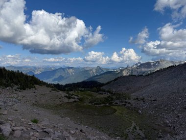 Rainier Dağı Ulusal Parkı 'ndaki muhteşem çam ağaçları ve bitki örtüsü manzarası. ABD, Washington 22 Temmuz 2025.