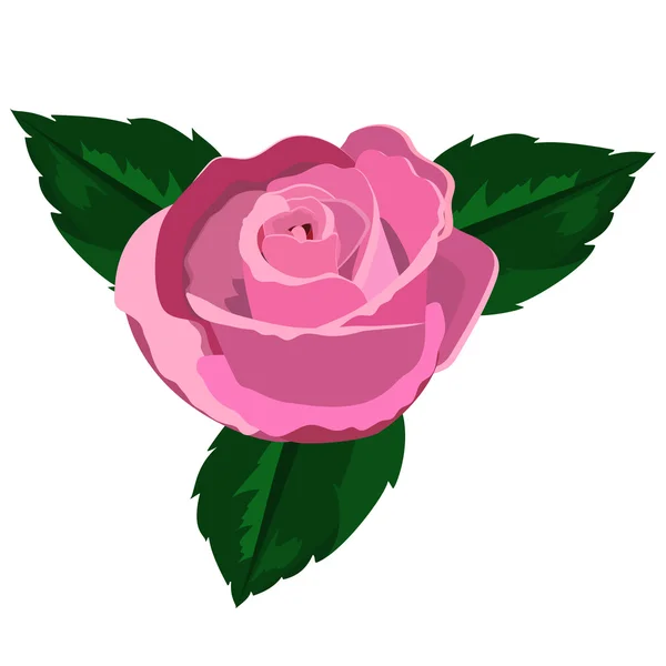 Rose primer plano sobre un fondo blanco — Vector de stock