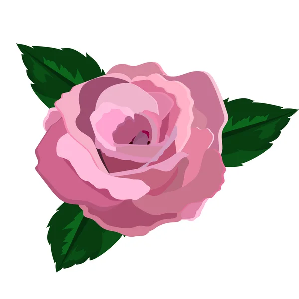 Rose closeup on a white background — Stock Vector