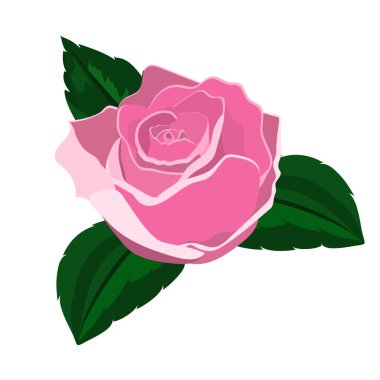 Beyaz bir arka plan üzerinde gül portre 