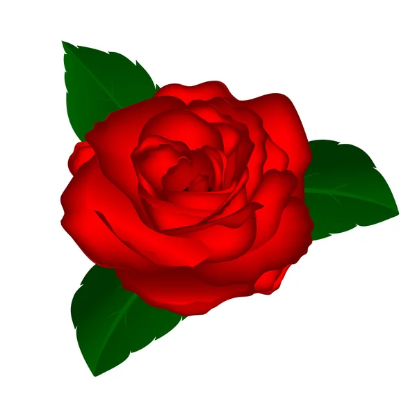 Червона троянда на білому тлі — стоковий вектор
