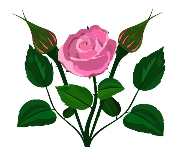 Rose buisson sur fond blanc — Image vectorielle