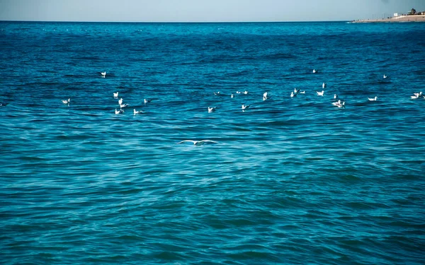 Seagull bird over the sea. — Stock Photo, Image
