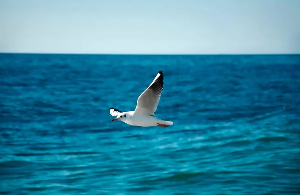 Pássaro gaivota sobre o mar. — Fotografia de Stock