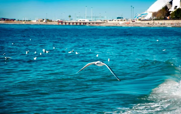 Möwenvogel über dem Meer. Russland Sotschi. — Stockfoto