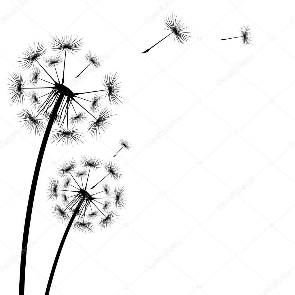 Black silhouette of a dandelion on a white background