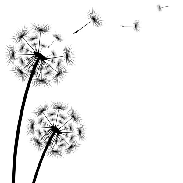 Black silhouette of a dandelion on a white background