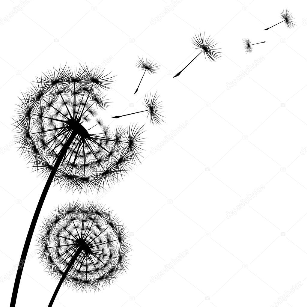 Black silhouette of a dandelion on a white background