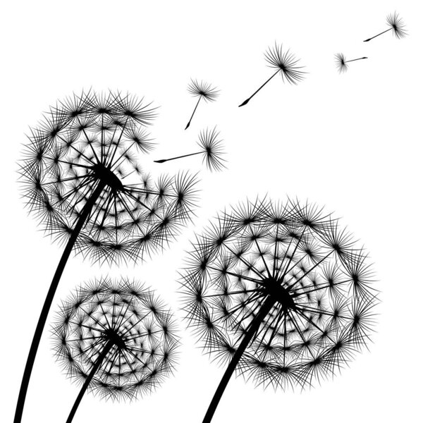 черный силуэт одуванчика на белом фоне
