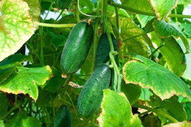 Salatalıklar bahçede yetişiyor. Bir serada sebze yetiştiriyor.. 