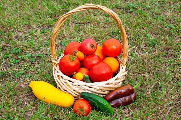 Čerstvá zelenina v košíku. Pěstování rajčat a okurek na zahradě. — Stock fotografie