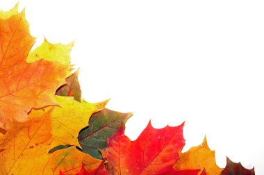 Renkli sonbahar akçaağaç yaprakları