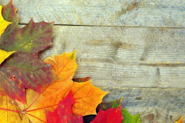 Renkli sonbahar akçaağaç yaprakları