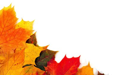 Renkli sonbahar akçaağaç yaprakları