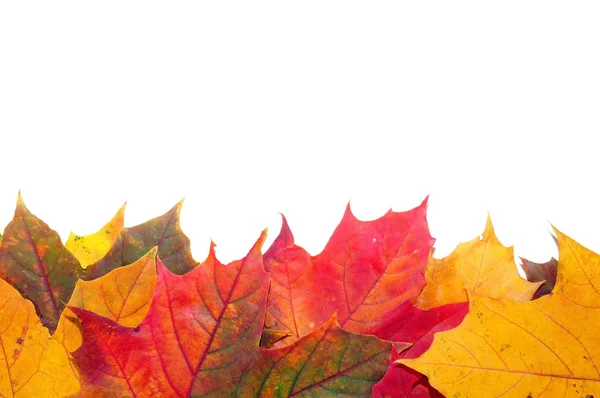 Coloridas hojas de arce de otoño — Foto de Stock