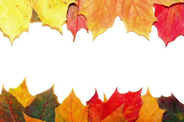 Coloridas hojas de arce de otoño — Foto de Stock