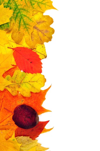 Sfondo da foglie di autunno — Foto Stock