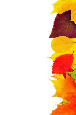 arka plandan sonbahar yaprakları