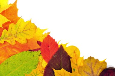 arka plandan sonbahar yaprakları