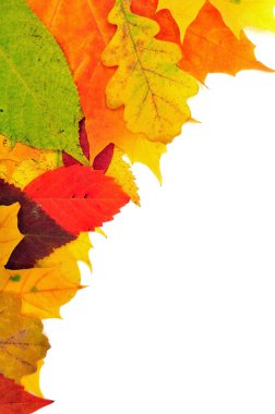 arka plandan sonbahar yaprakları