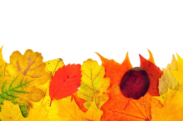 Hintergrund aus Herbstblättern — Stockfoto