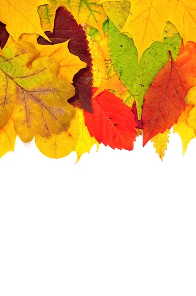 Sfondo da foglie di autunno — Foto Stock