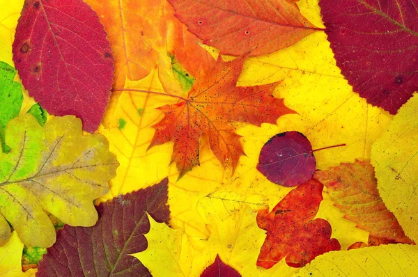 Fondo de hojas coloridas de otoño — Foto de Stock