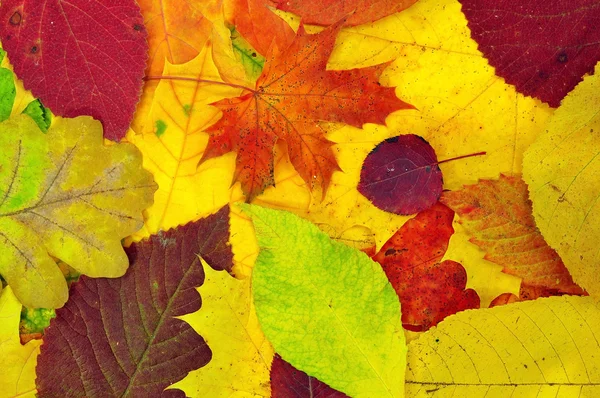 Fondo de hojas coloridas de otoño — Foto de Stock