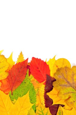 arka plandan sonbahar yaprakları