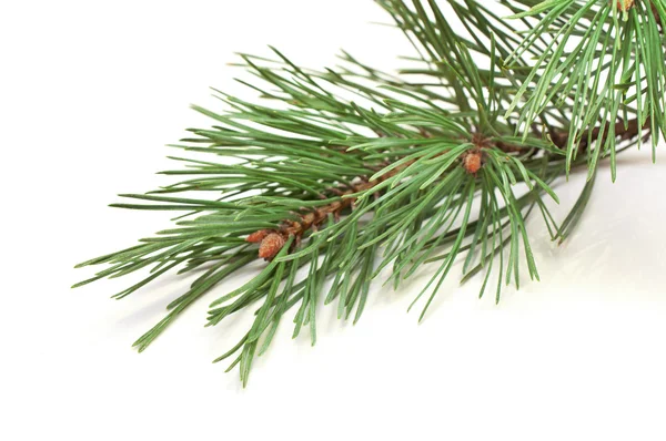 Spruce branches — Stock Photo, Image