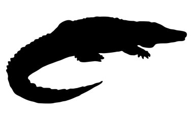 beyaz zemin üzerinde bir timsah silüeti