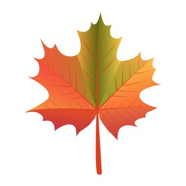 akçaağaç yaprağı