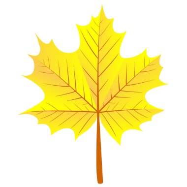 akçaağaç sonbahar yaprak